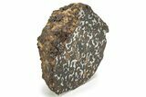 Polished Sericho Pallasite Meteorite (g) - Kenya #232274-5
